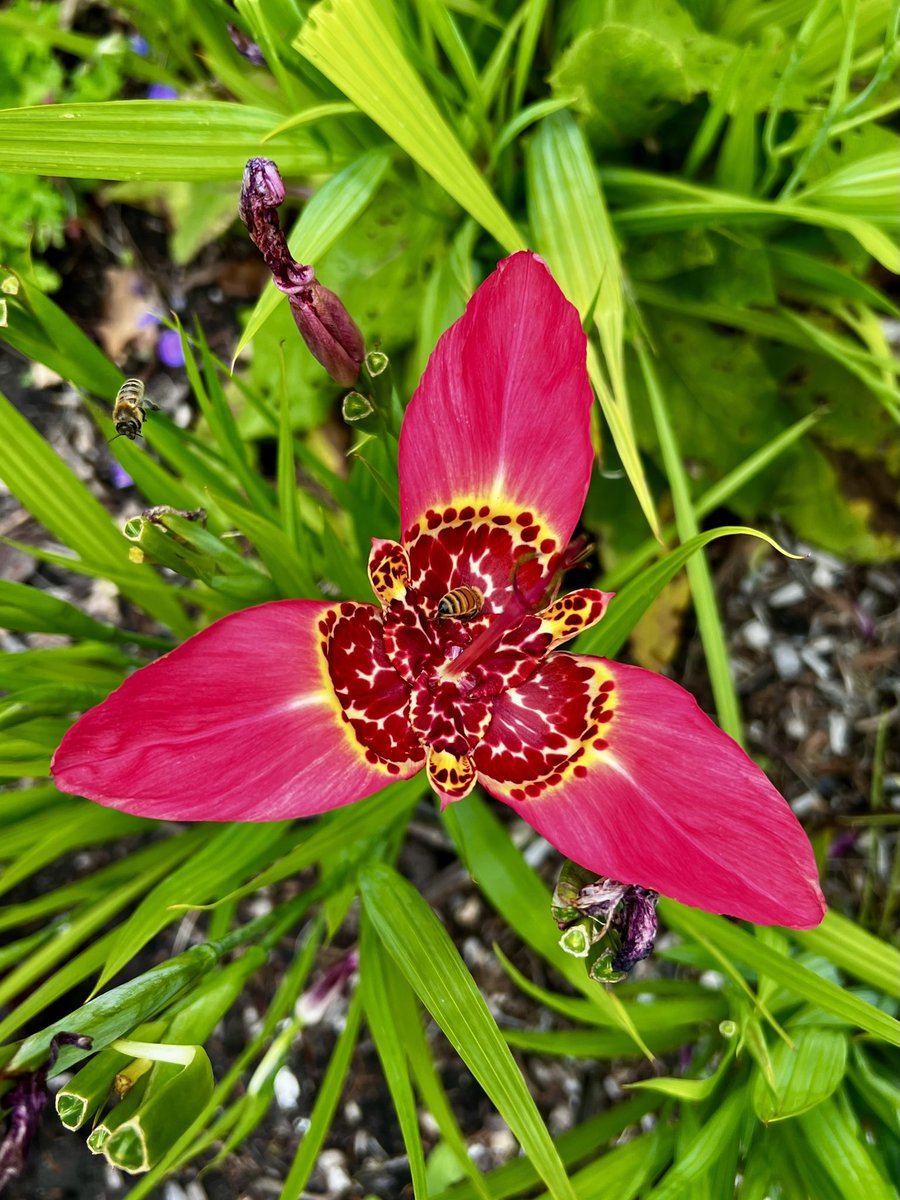 OliviaQLD's tweet photo. I found some gorgeous flowers and one matched my pink nails perfectly 🌸 💅 
Aren’t they glorious? 😍 https://t.co/siiXoDnnLv