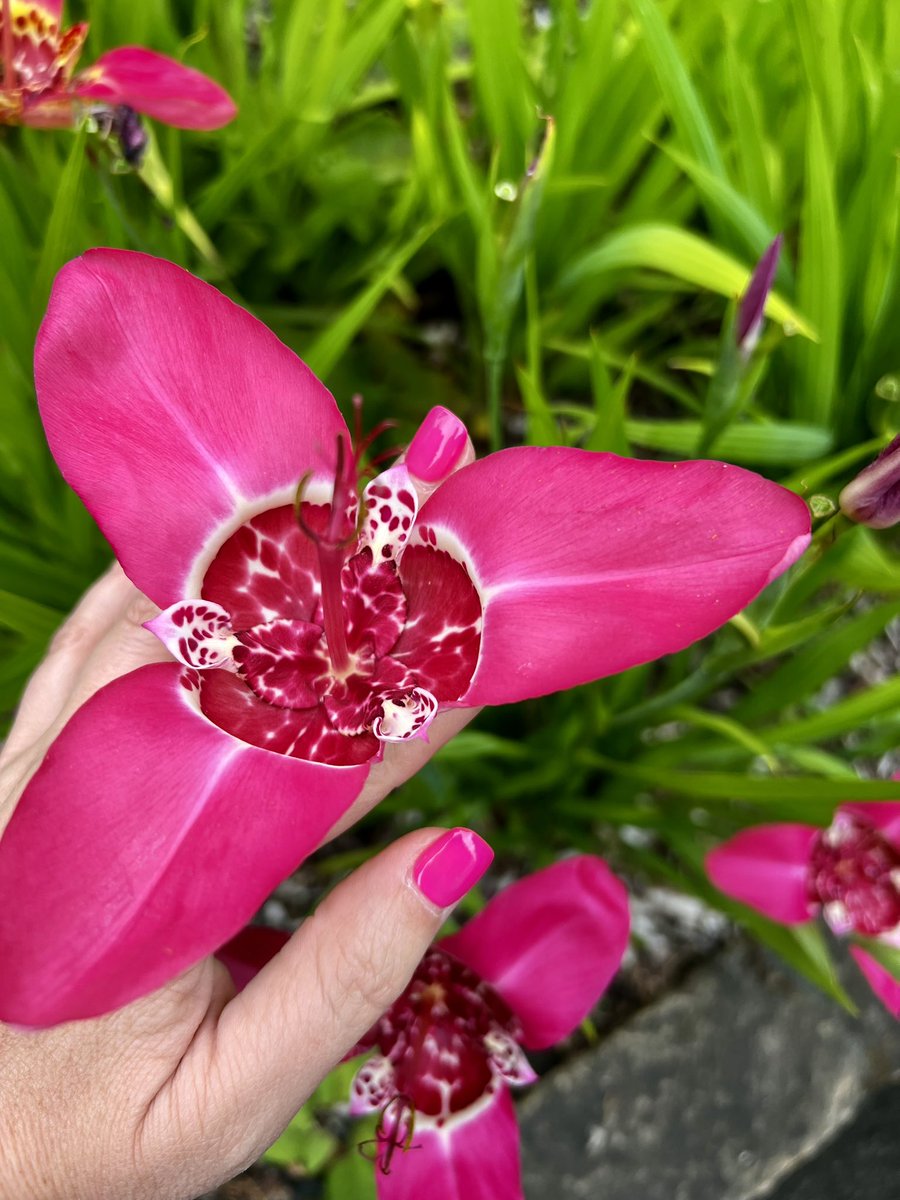 OliviaQLD's tweet photo. I found some gorgeous flowers and one matched my pink nails perfectly 🌸 💅 
Aren’t they glorious? 😍 https://t.co/siiXoDnnLv