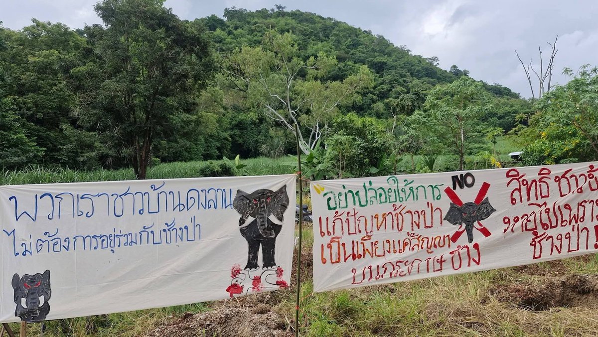 TifFaNy_9member's tweet image. ค่อนข้างตลกที่บอกว่าไม่ต้องการอยู่ร่วมกับช้างป่า แต่ที่เอาป้ายผ้ามาติดอ่ะด้านหลังเป็นป่าทั้งนั้น

#สีดอหูพับ 
#โหนกระแส