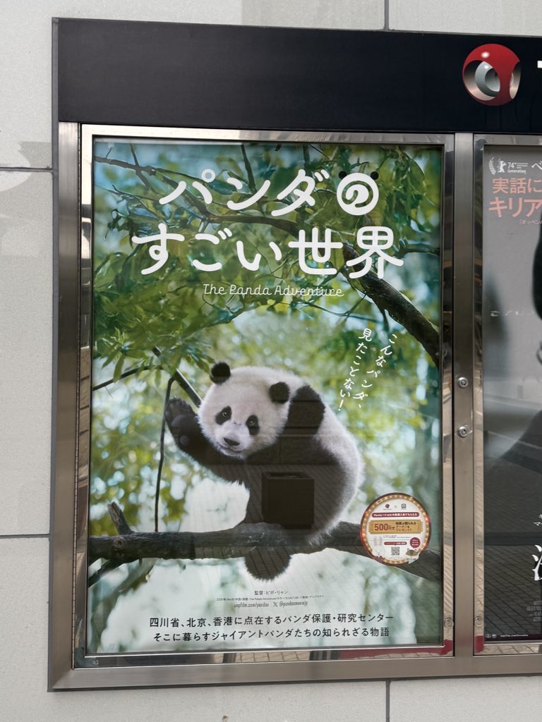『パンダのすごい世界』
遠藤憲一さんの舞台挨拶付きで観てきました。
1枚目の写真のポストカードを配布してました🐼チェキ風カードじゃなかった😅
遠藤憲一さんも仰られてましたが、
飼育員さん達の愛情あるお世話に
途中涙してました🐼
とても心がほっこりする‼︎
そんなドキュメンタリー映画です