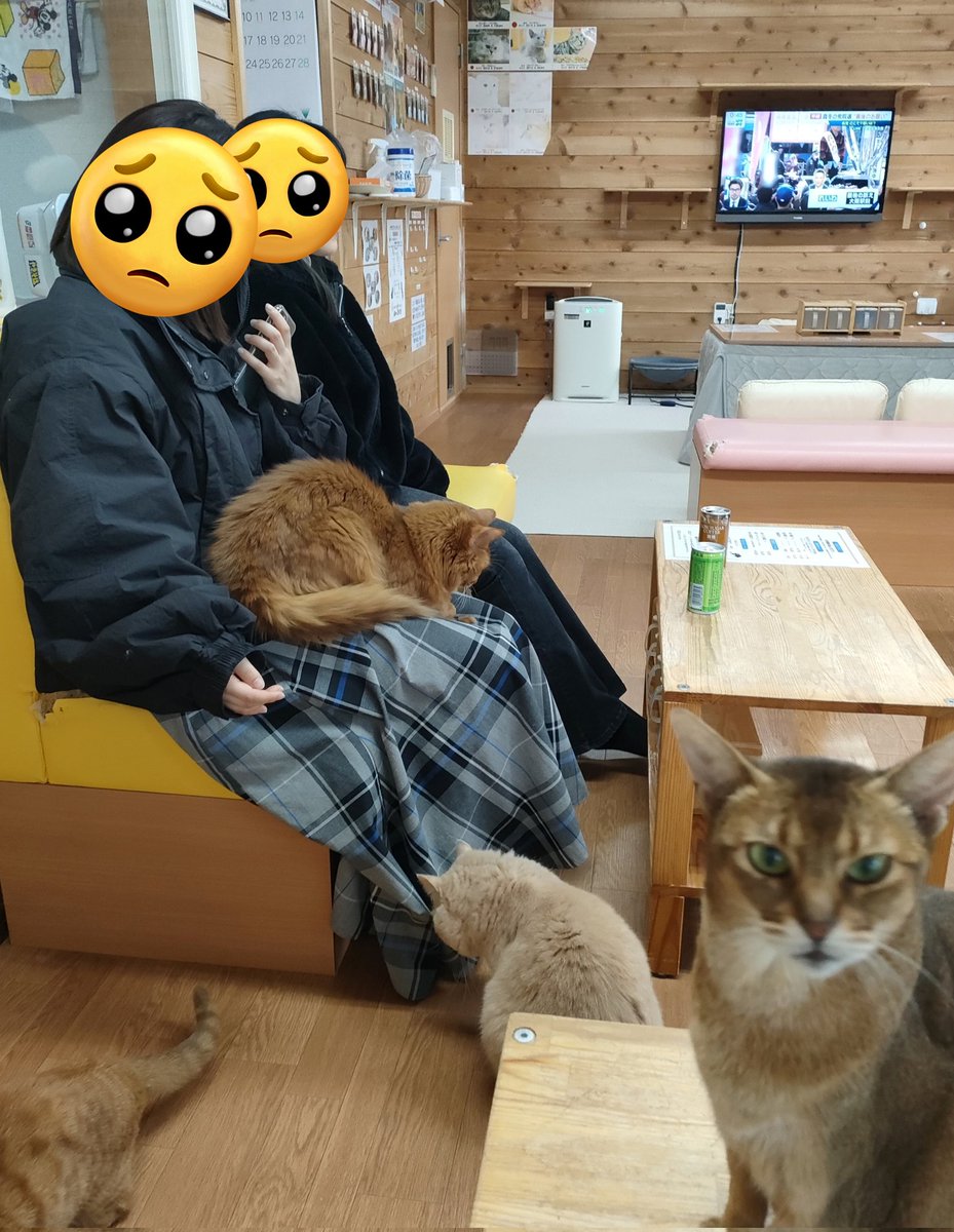 膝乗り😺
#新潟　#猫　#猫カフェ
