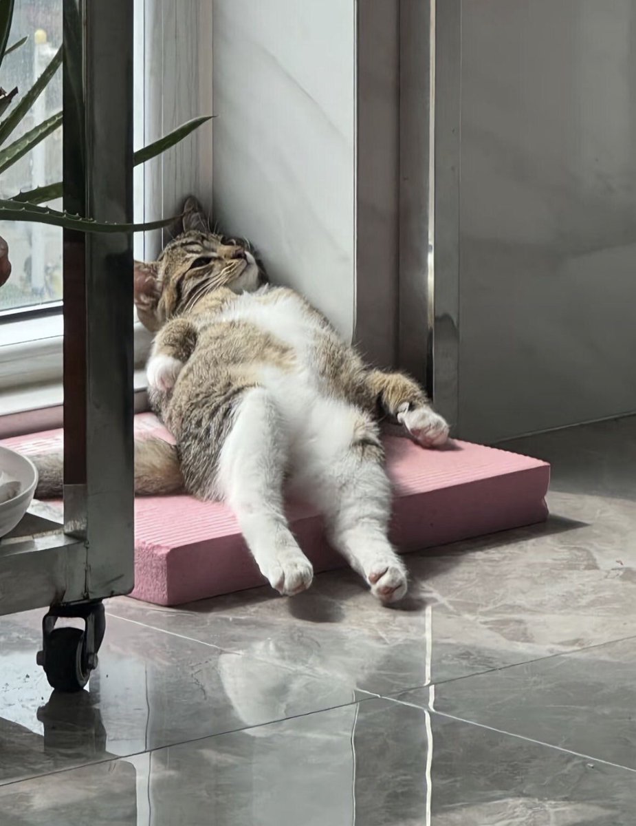 catshouldnt's tweet image. 