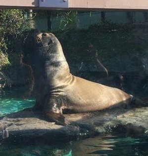 ooadama's tweet image. 料理は誰だろう？ 🤥