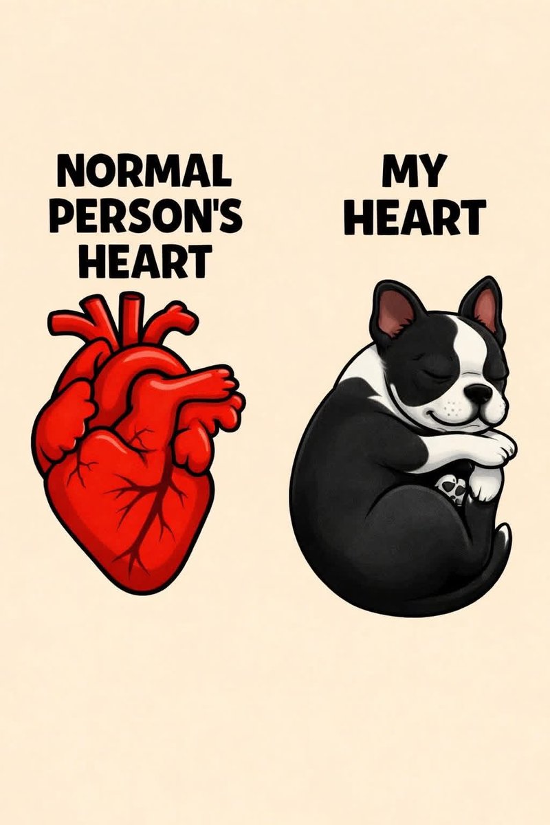 Boston Terrier World tweet media