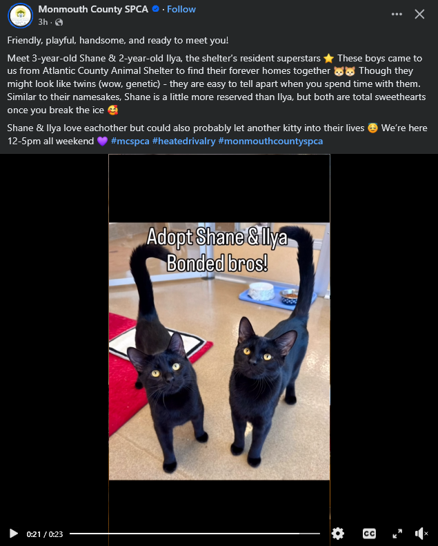 fiestabootcamp's tweet photo. screaming crying throwing up that i cant adopt shane and ilya right now #heatedrivalry but make them baby kitties 🥺🥺🥺🥺 https://t.co/NcLxwcKzjA