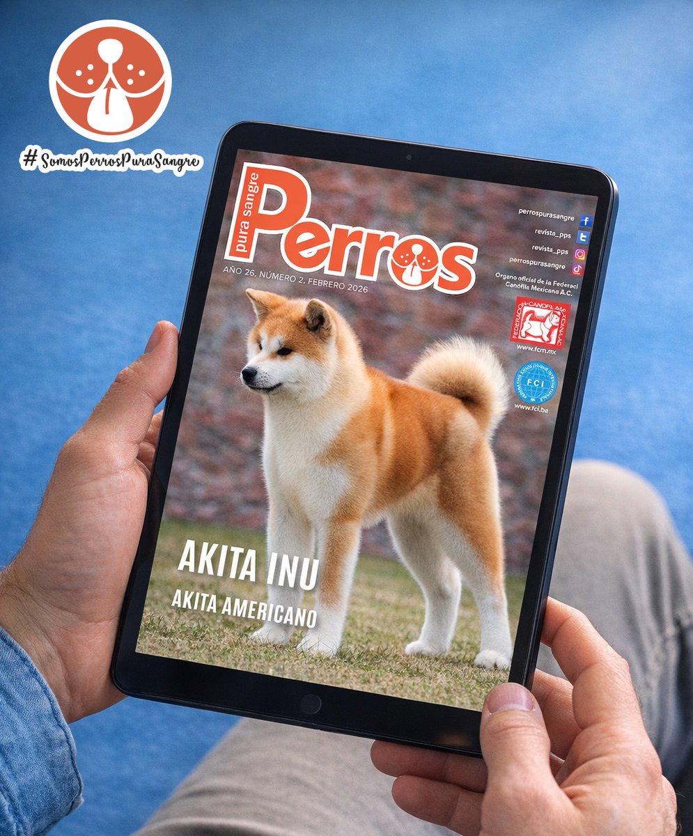 revista_pps's tweet photo. ¡La edición de febrero de Perros Pura Sangre ya está aquí! 🐾
👉 https://t.co/rPFupqtWim
📚 Este mes, un especial sobre los majestuosos Akita Inu y Akita Americano: historia, características, cuidados, entrenamiento y mucho más. ¡No te la pierdas! 💕 #SomosPerrosPuraSangre https://t.co/cCqqw5UZak