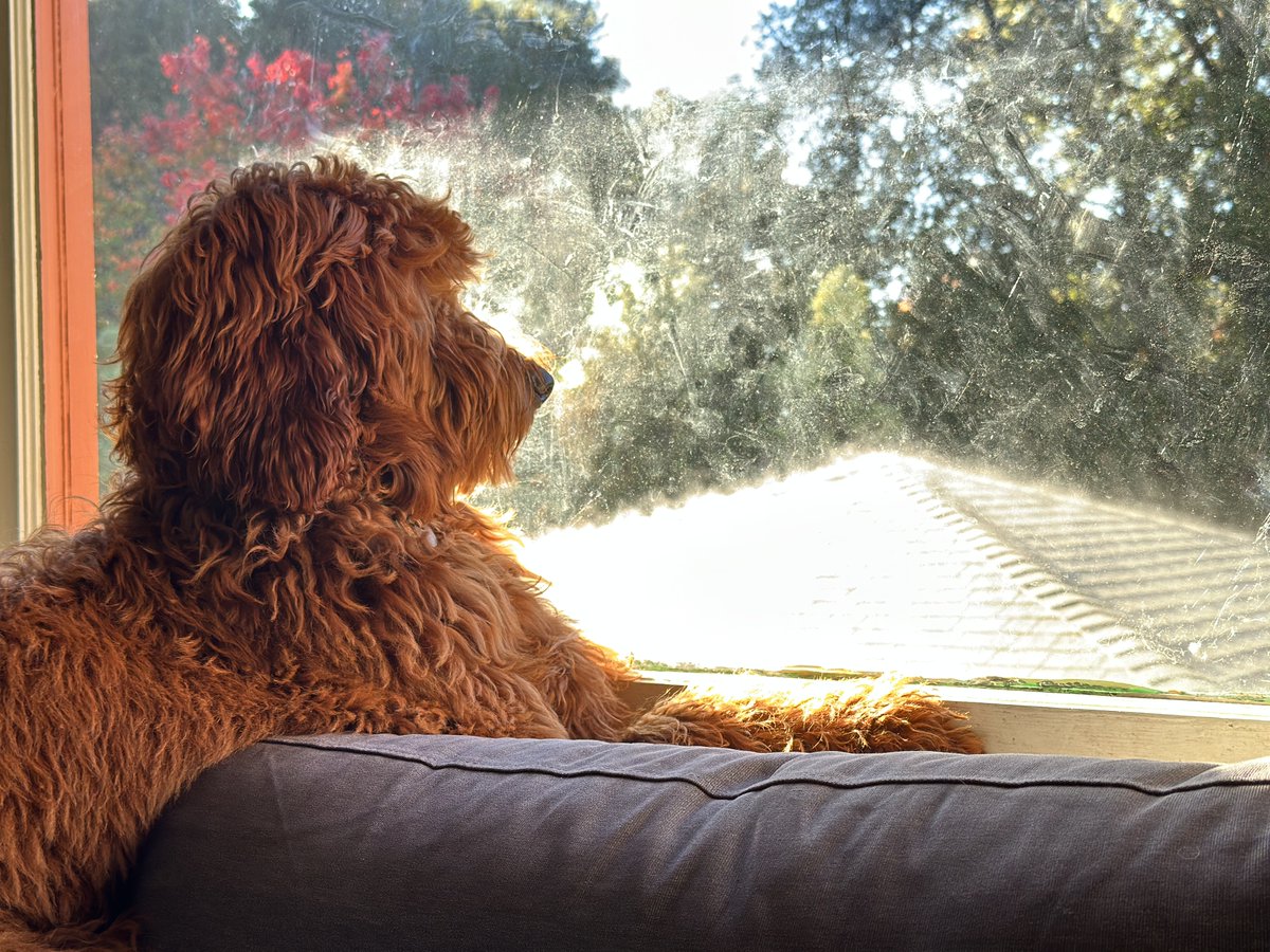 Cali_Fried_Chkn's tweet image. Golden hour window gazing. Contemplating the mysteries of the backyard.

#poodle #goldenhour #windowdog #dogsofinstagram #poodlesofinstagram #sunset