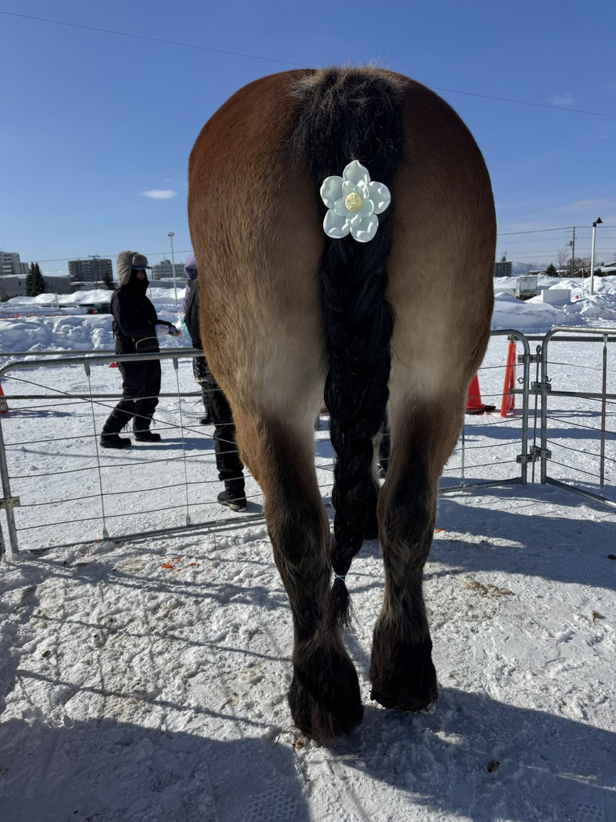 あんず (@anzu311) / Posts / X