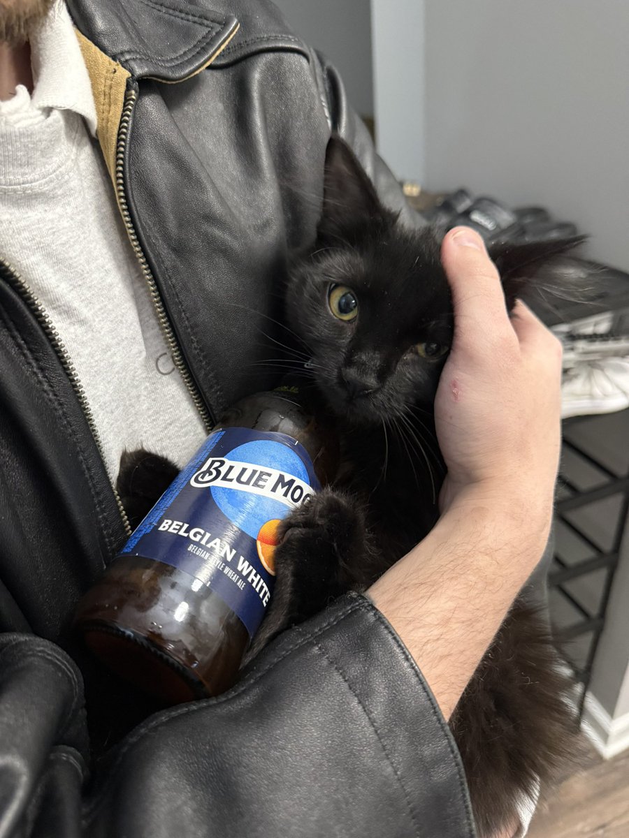 ardi1g's tweet photo. @BlueMoonBrewCo my cats a big fan, do you have any cat beds https://t.co/XuIcuxdajv