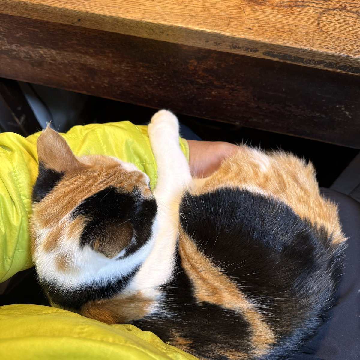 とらねこ🍺 (@chatoraneko) / Posts / X