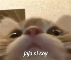 Dimensión tweet media