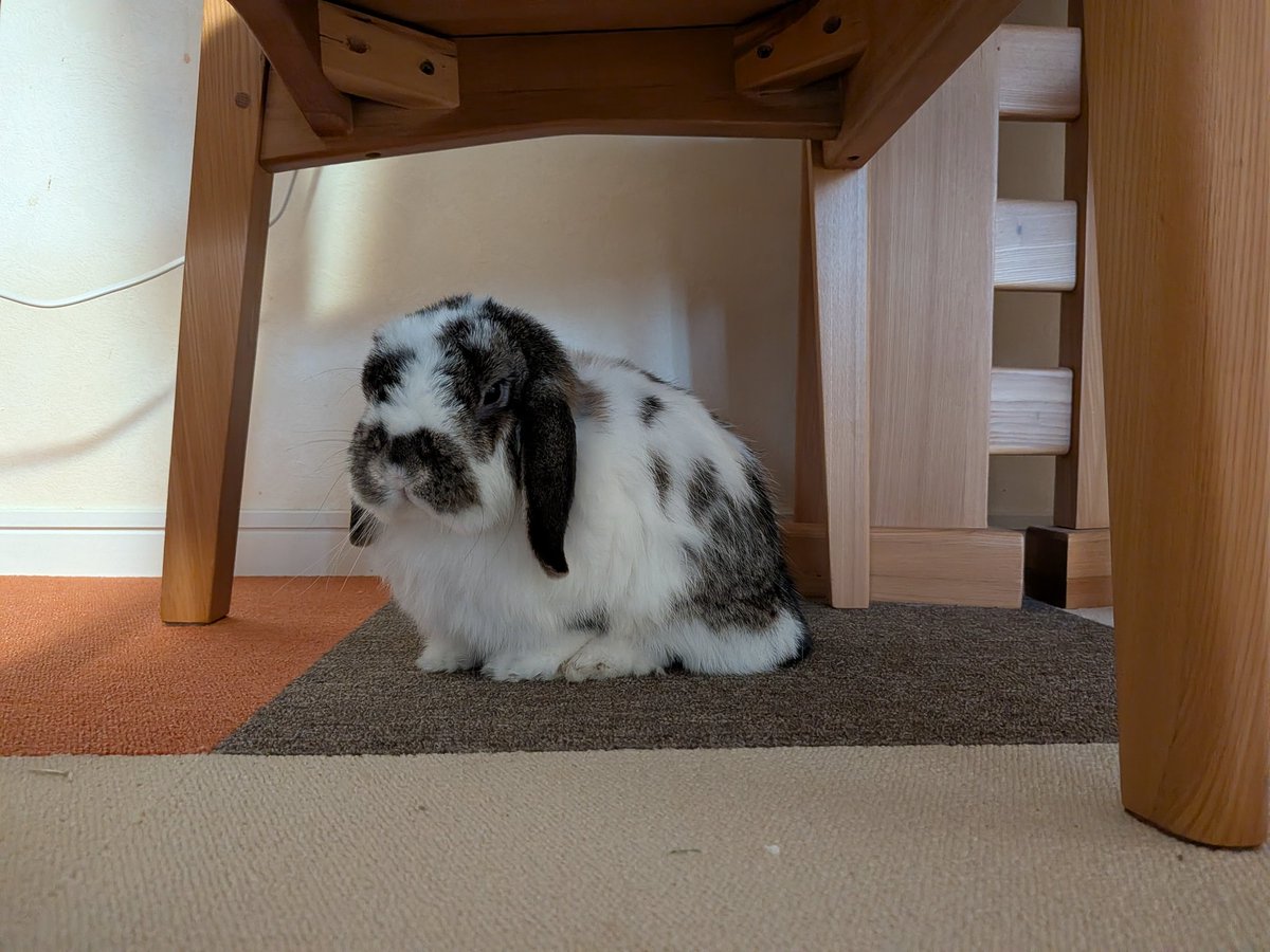 もも♀🍑@うさぎパパ (@momorabbit21) / Posts / X