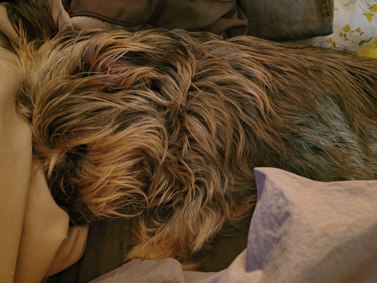 Winston 🐾 🌈Wrigley 🌈 Avi 💜 🩵💚🇺🇲 tweet media