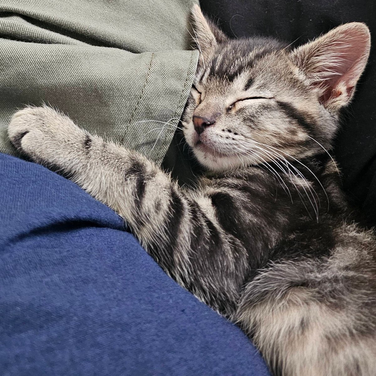 pseudogeist tweet media