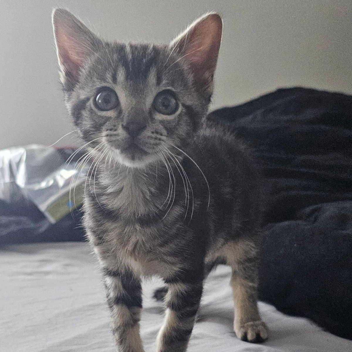 pseudogeist tweet media