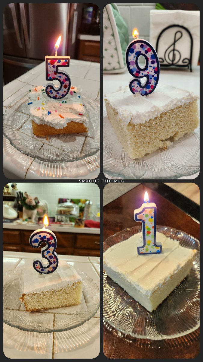 Sprout The Pug tweet media