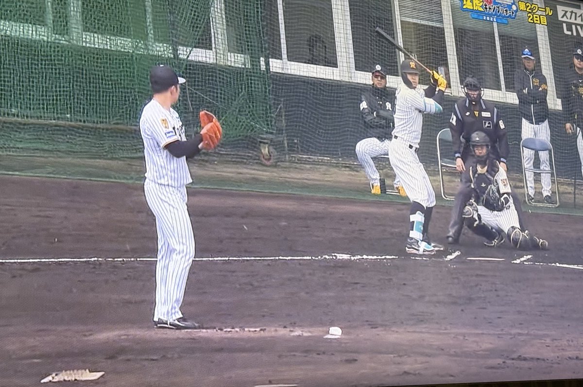 TERU086's tweet photo. 虎の最強のほこ×たて対決🔥🐯 https://t.co/O085pohNRh