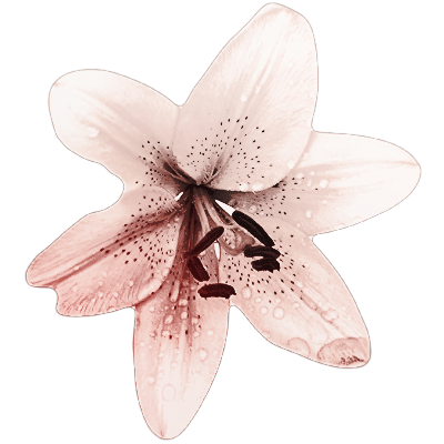 foreshdowing's tweet image. 