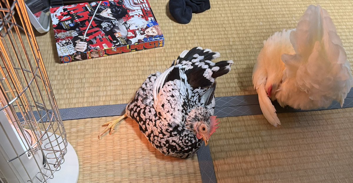 鶏がやけに静かだなと思ったらストーブ堪能してて神