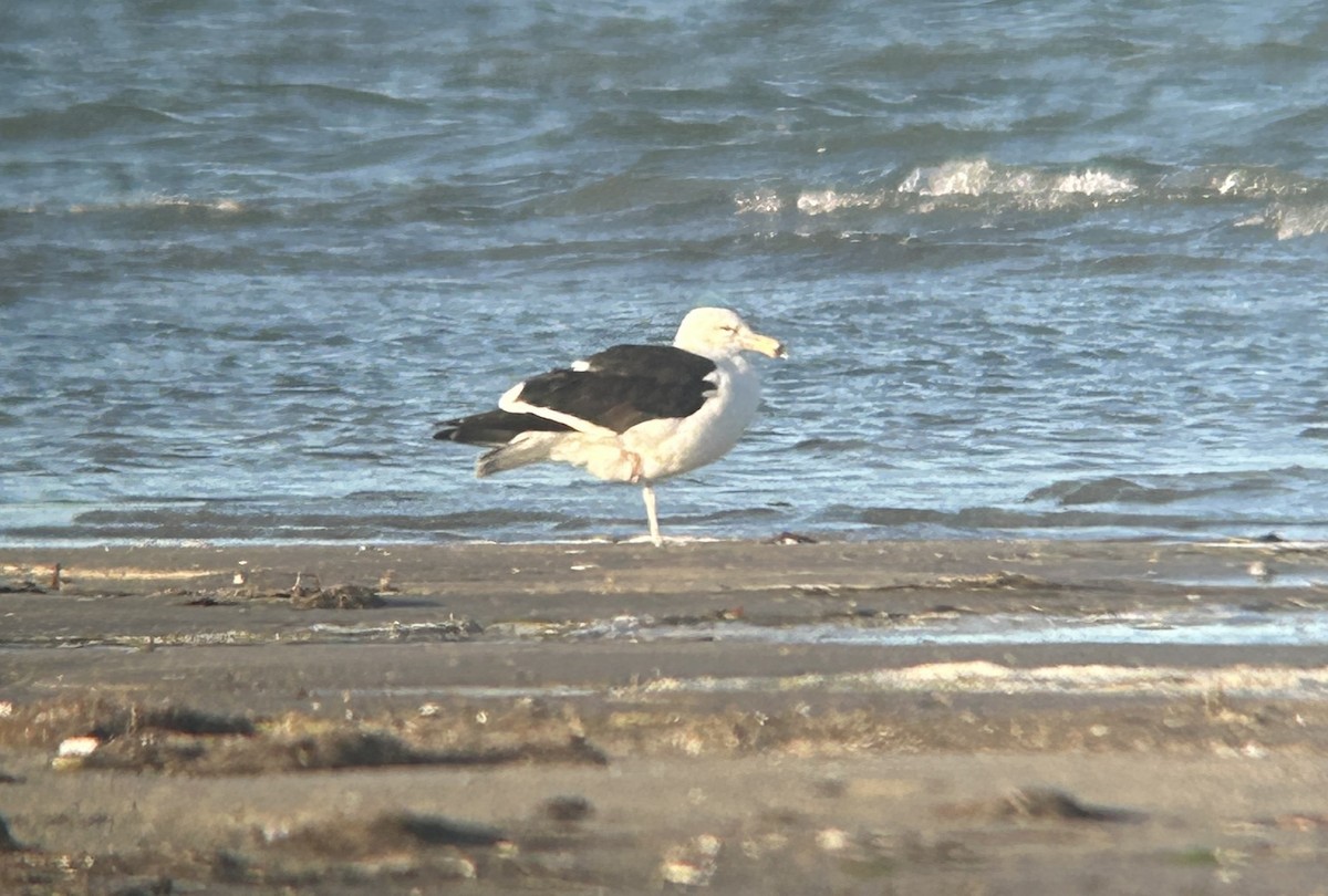 A Kelp Gull has just been confirmed in Willacy County, Texas! (CODE 4) ebird.org/checklist/S298… Photo: Nolan A. Walker #ABARare #birding