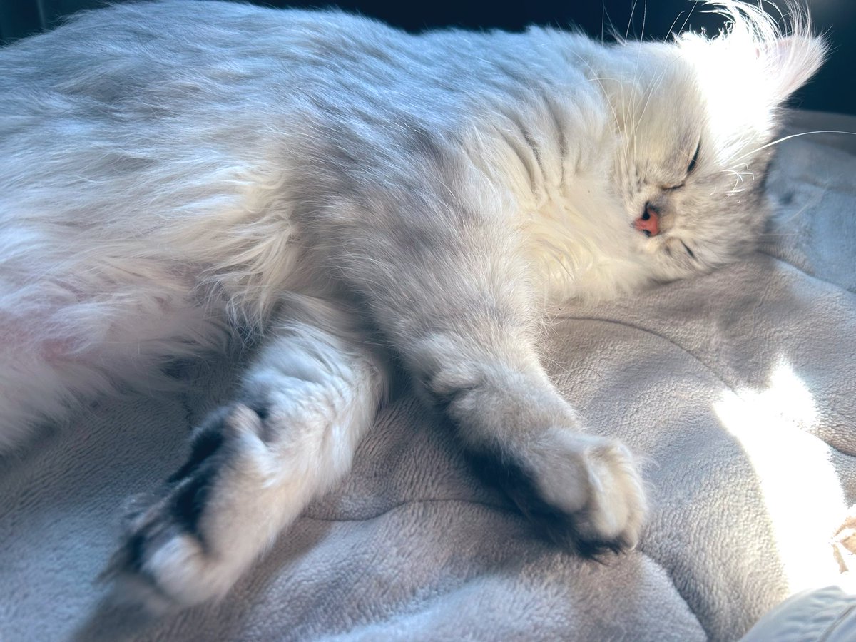 甘乃あもこ💛🌈🥖🌟 (@amoko_official) / Posts / X