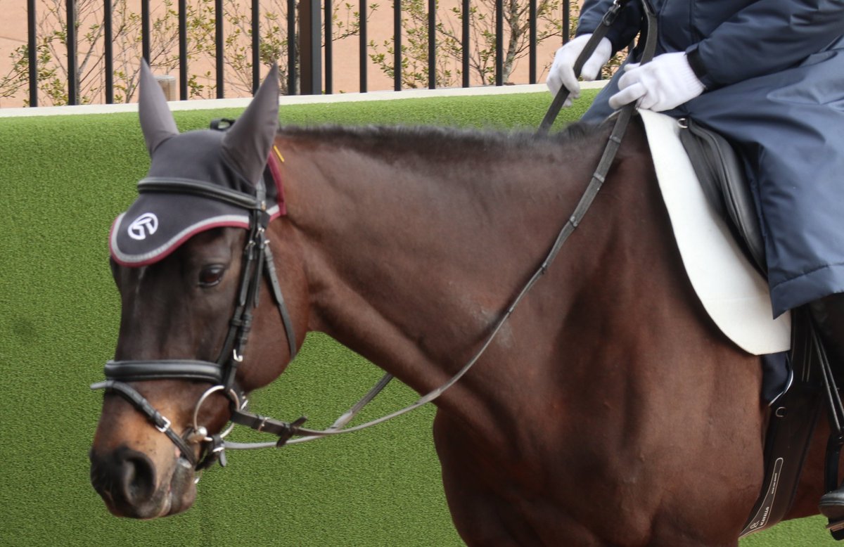 ディープボンド、京都競馬場で花壇突入大暴走