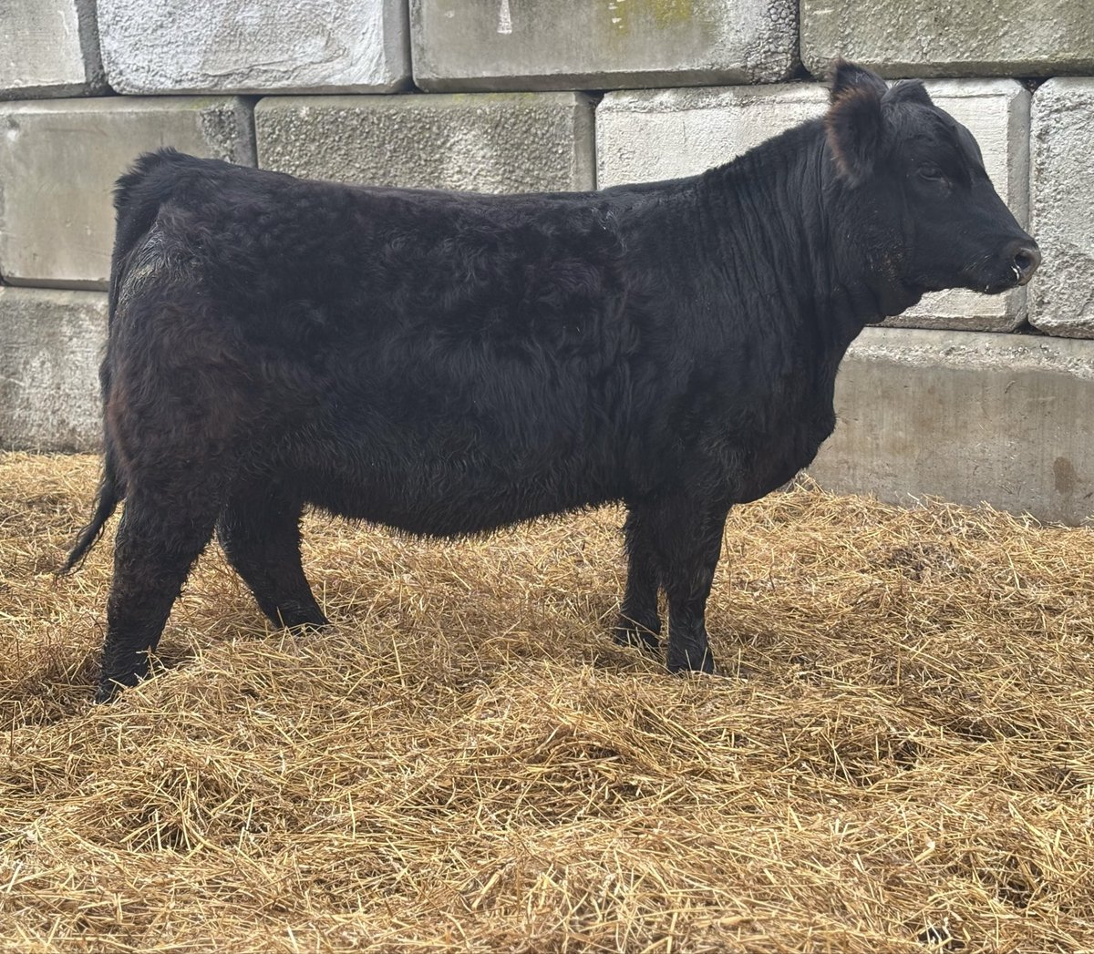 Cowboy Kade tweet media