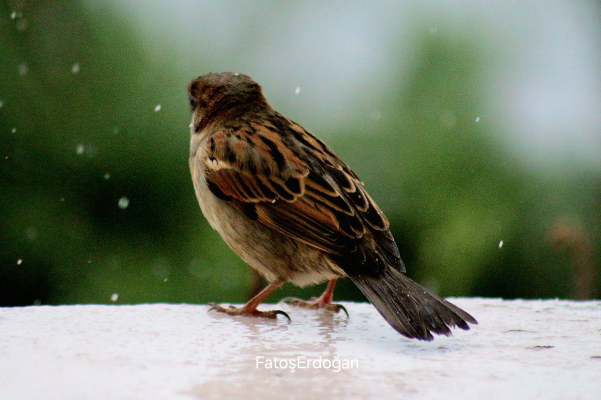 Ben Seni Uzun Bir Yolda Yürürken Görmedim ki Hiç..

​Ben seni uzun bir yolda yürürken görmedim ki hiç.
​Yağmurlar altında gördüm, kadeh tutarken gördüm de;
Bir kıyıya bakarken, bakarkenki ağlayan yüzünle...
Ve yarışırsa ancak Monet'nin
Kadınlarına yaraşan giysilerinle
Gördüm de,