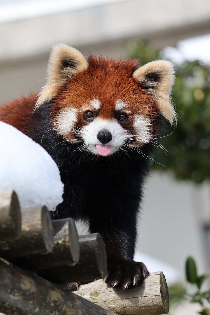 あんここ tweet media