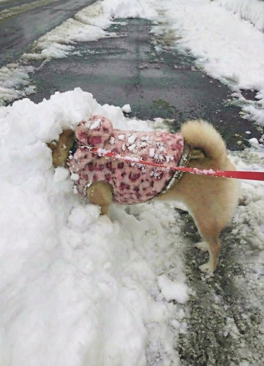 ちょっと理解不能だけど犬が雪遊び楽しんでる