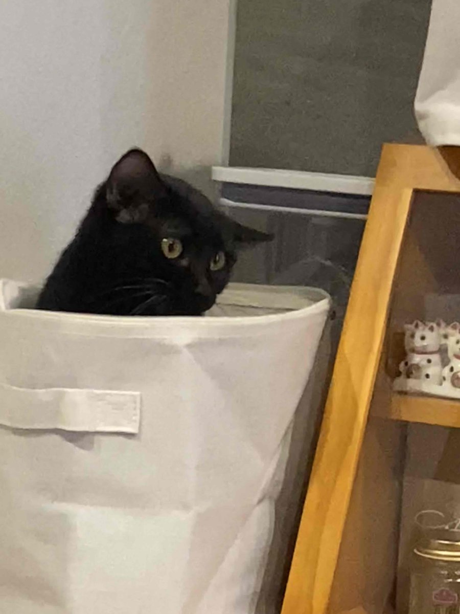 ＃ネムウト
私のおやつ入れにしよ～と買ってきた収納ケース。うん、ここにぴったり😊　で、一瞬目を離した隙にちびウトがインしてたw
まあ入るよね…かわいいけど、ちゃんとファスナー付きの蓋があるからこれが最後よ😌