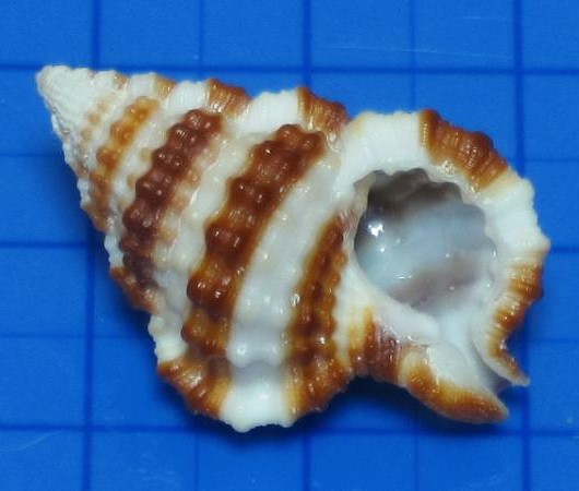 シマアラレボラ といいます(^o^) #貝 #貝殻 #標本 #コレクション