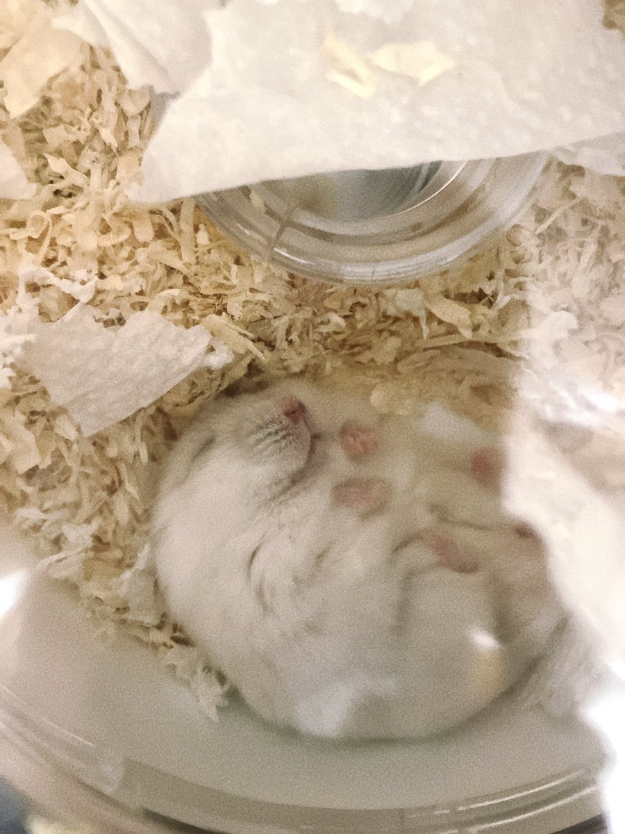 天使
 #ハムスター #mooi