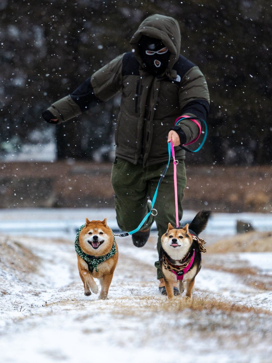 柴犬たけちよ (@takechiyo_shiba) / Posts / X