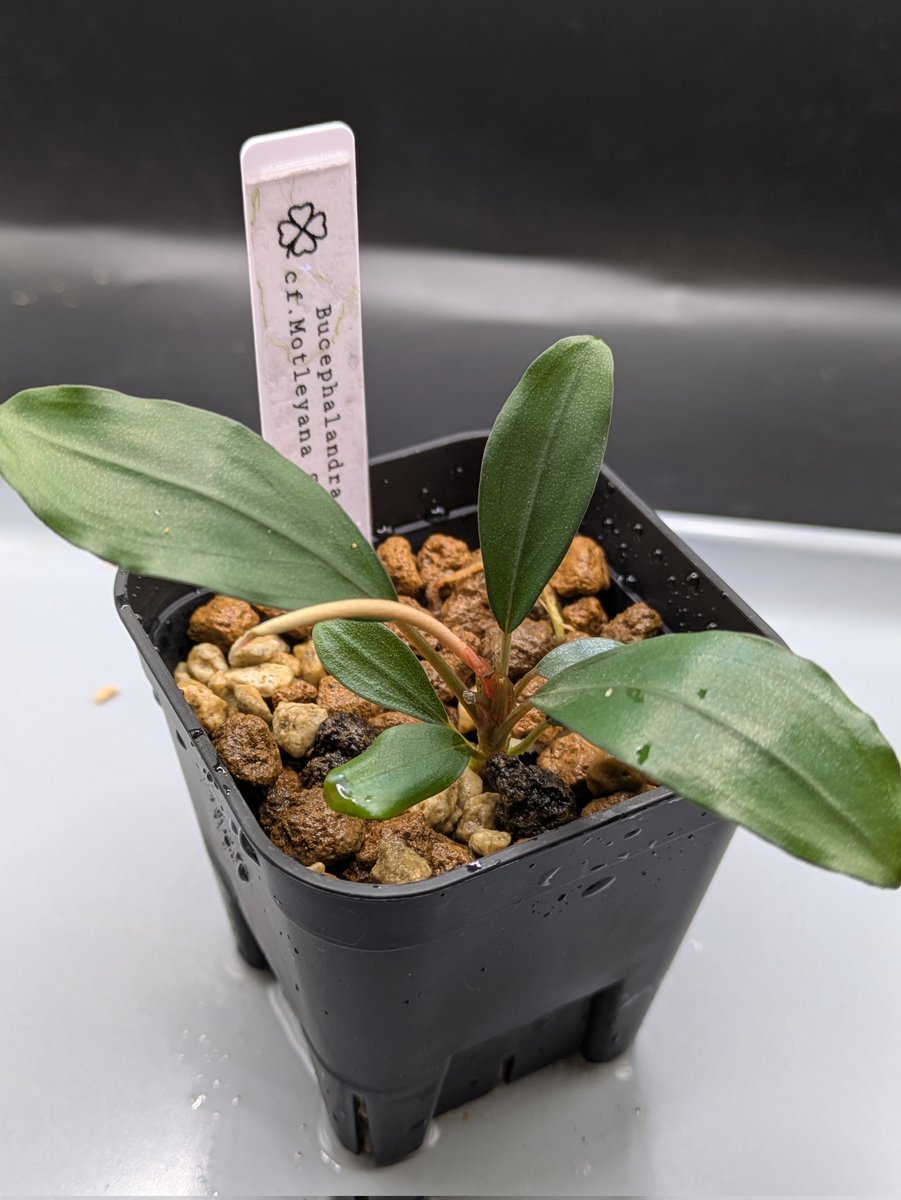 Kei@ (@keiponaQua) / Posts / X