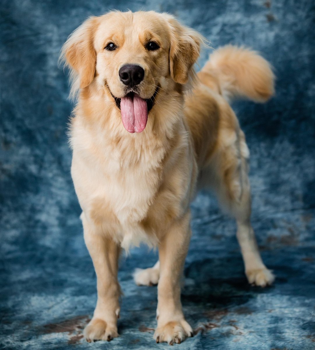 '
Fellnase von Steuer absetzen ?

Ob Dackel oder Dogge, Pudel oder Pinscher, reinrassig oder Mischling: Wer sich einen Hund hält, muss in der Regel Hundesteuer bezahlen - und die kann in manchen Städten bis zu 200 Euro betragen. Neben der Hundesteuer fallen für Vierbeiner