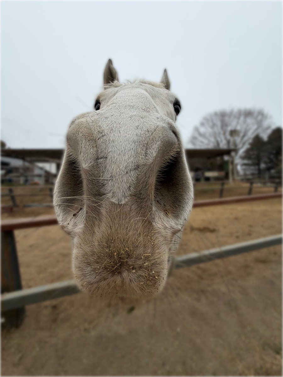 ゴールドシップ産駒