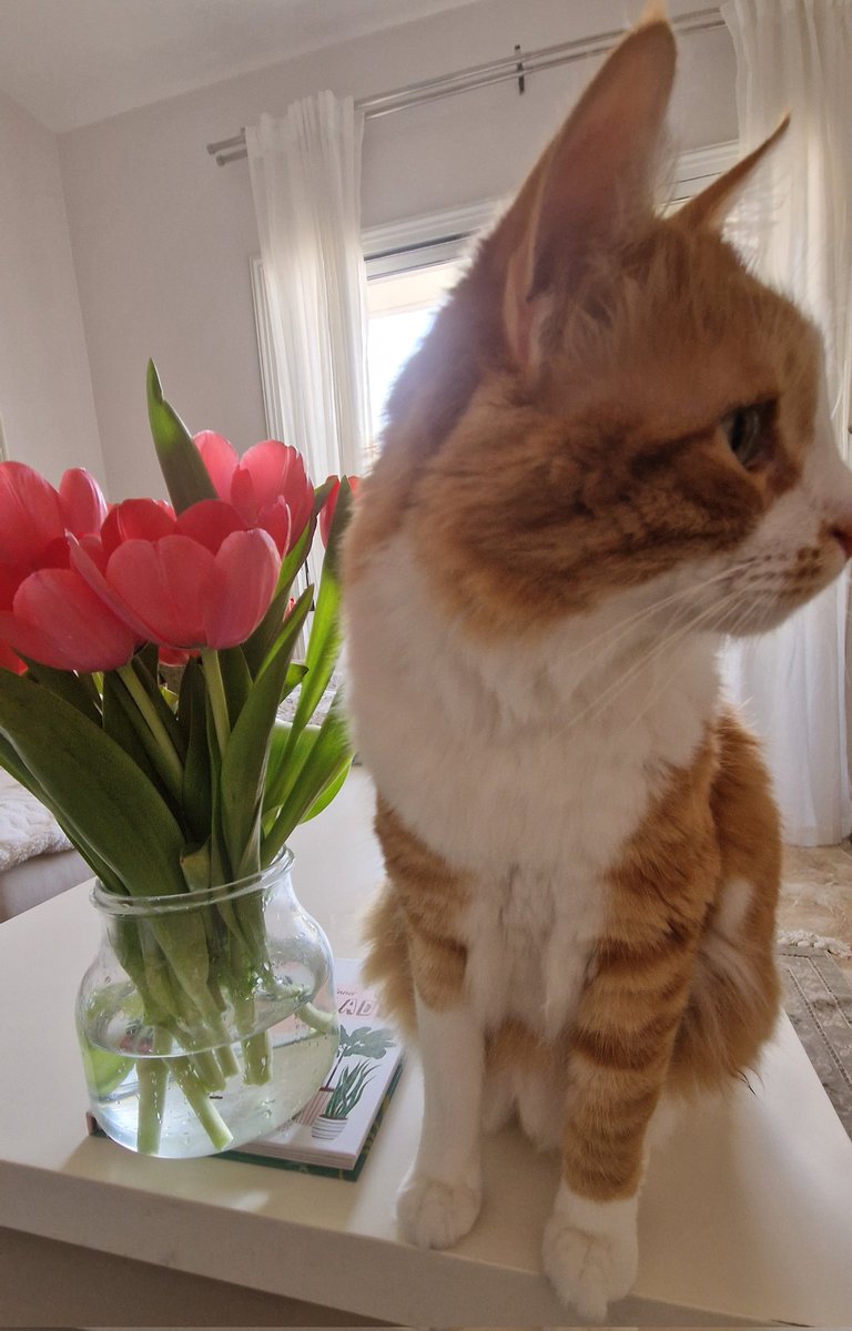 charli_says's tweet photo. The plant inspector said the tulips can stay. 🌷

#catsofinstagram #catstagram #flowers #prettythings #CharliSays https://t.co/ypZYRFNulh