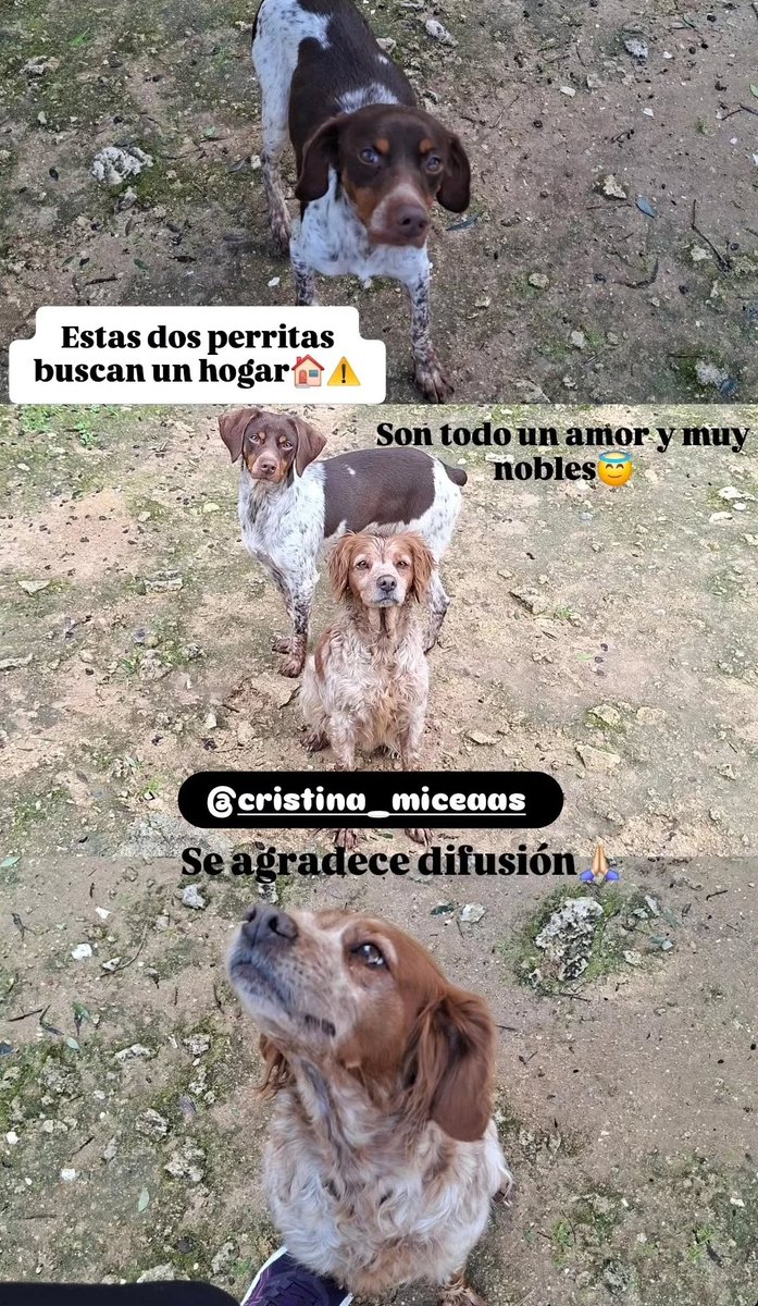 PrincipePatata's tweet photo. Chicos, si queréis adoptar perros y andáis por Sevilla os agradecería mucho que contactéis con la cuenta de IG mencionada

En caso contrario, simplemente un RT o like se agredece cantidubi https://t.co/6pKZKkRfRf