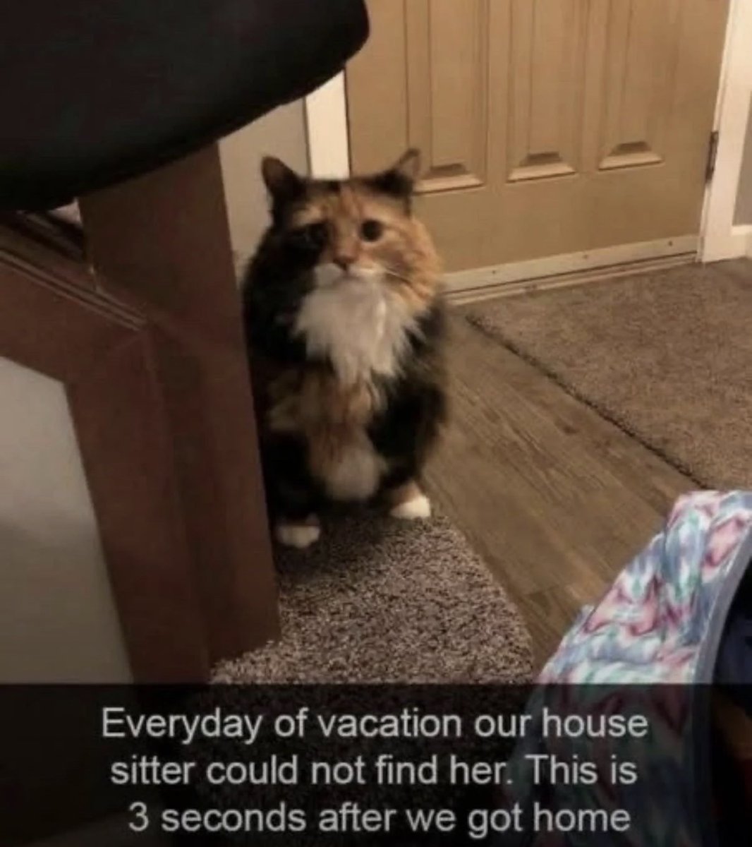 cats with powerful impression 🐾 tweet media