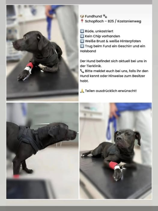 91626 Schopfloch
Fundhund... bislang konnte kein Halter ermittelt werden
Kopie Tierheim Nördlingen
Hinweise bitte an
+49 9081 1388
info@tierheim-noerdlingen.de