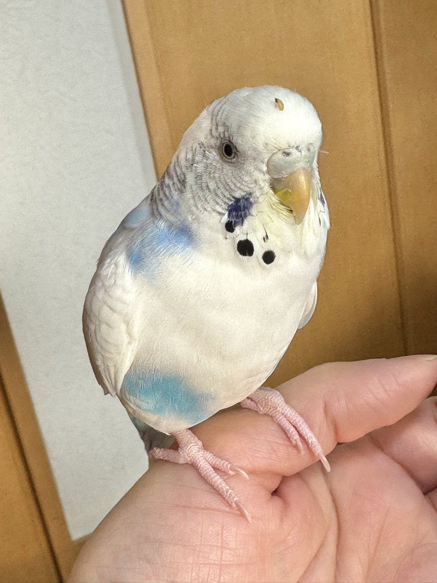 rootak2's tweet photo. 頭にシードの殻つけてもぉ~
茶目っけたっぷりなんやで~🥰 https://t.co/Wm9fYfqbV0