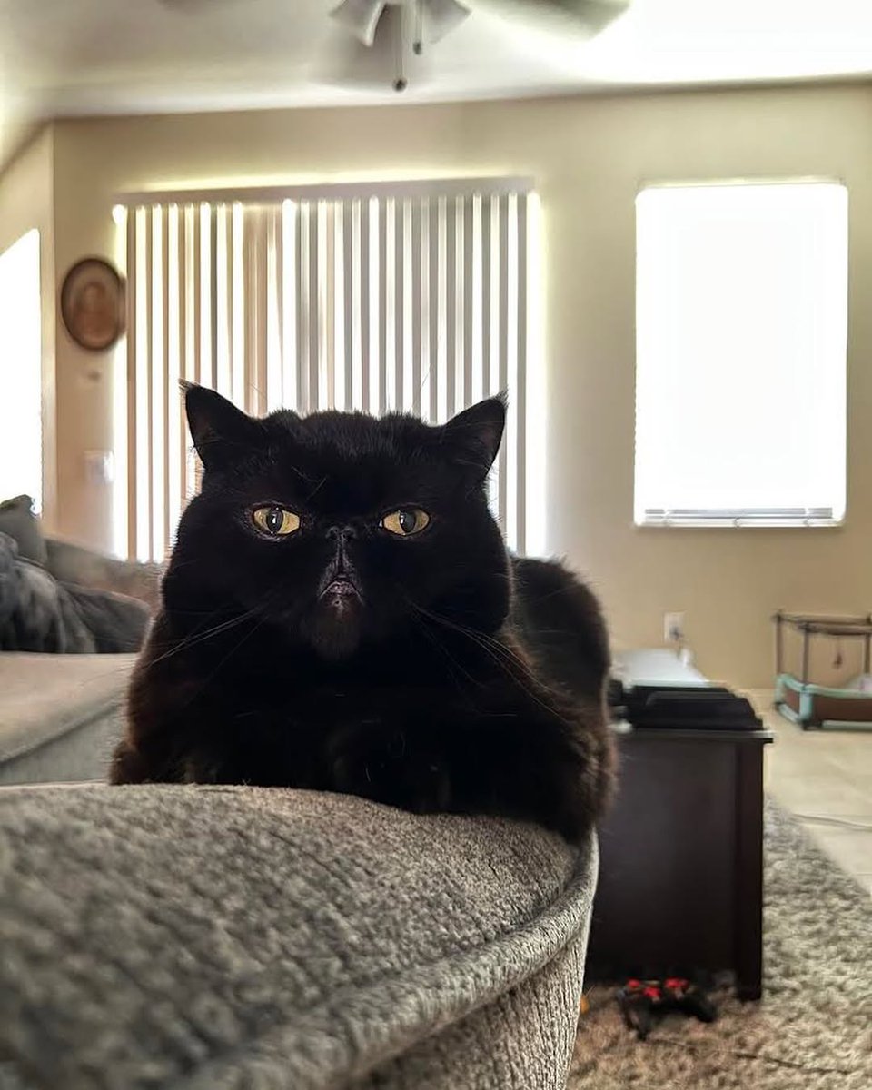 Charlie Has a New Kitty! | Ep. 106 ZELVX and CHARLIEGIRL is live! Watch it here: youtu.be/f3o9spct62g?si… || #TeamPomato