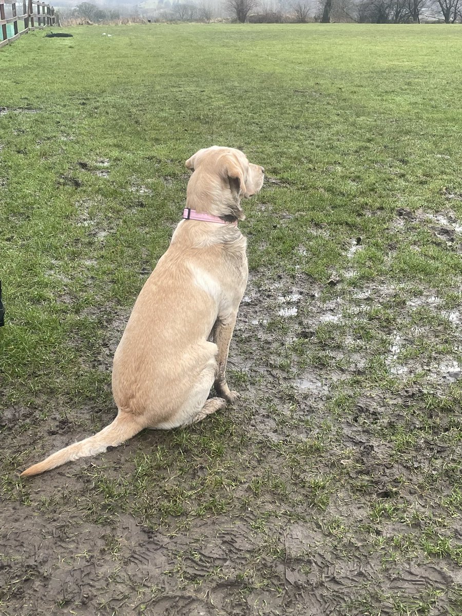 Wardle Football Club tweet media