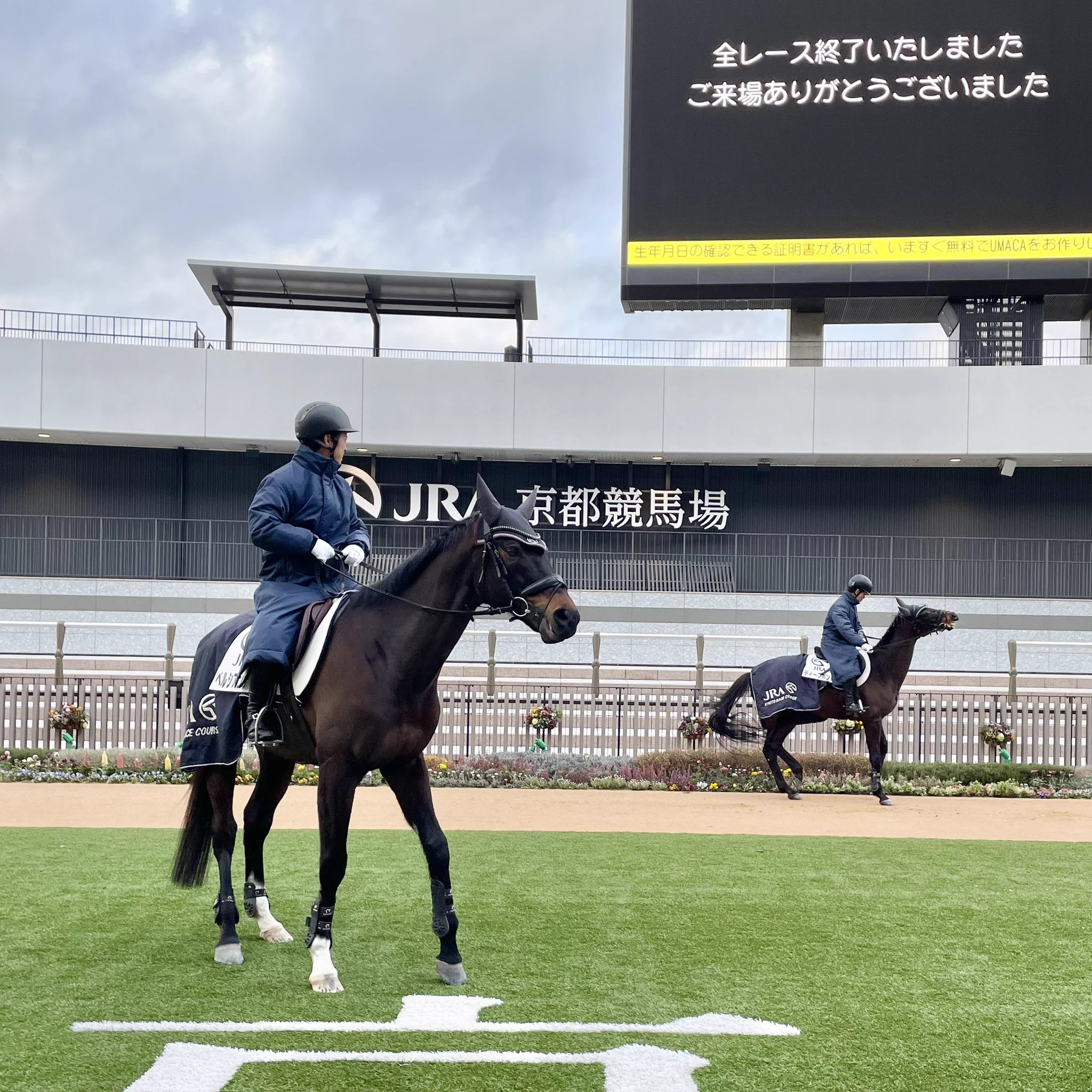 ディープボンド、京都競馬場で花壇突入大暴走