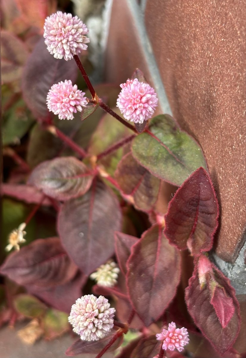 今日は、
良人3回目の召天日でした。

この日は毎年、良人から私に対して、その年の理に適った事を教えられ、自身を調えてもくれる不思議な日になっています。

良人からのメッセージは、今年も忘れないようにメモをして。冬に咲く花は強い。今日感謝のお祈りに行ってきました。