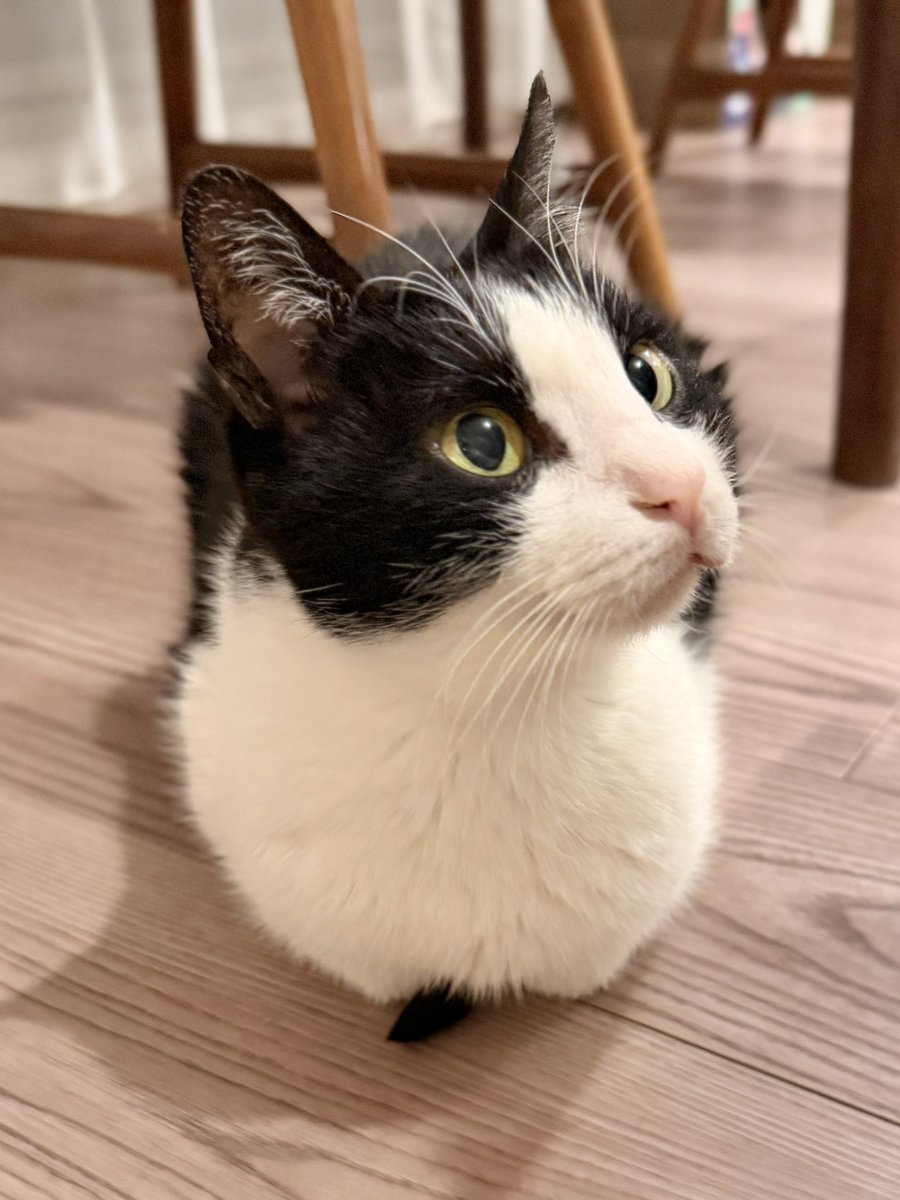 胸から尻尾はえててかわいい