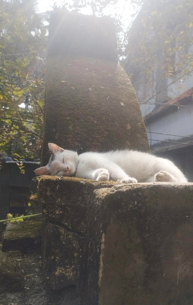 YogeshTweets01's tweet photo. Lazy afternoons..... https://t.co/5C3TliokcN