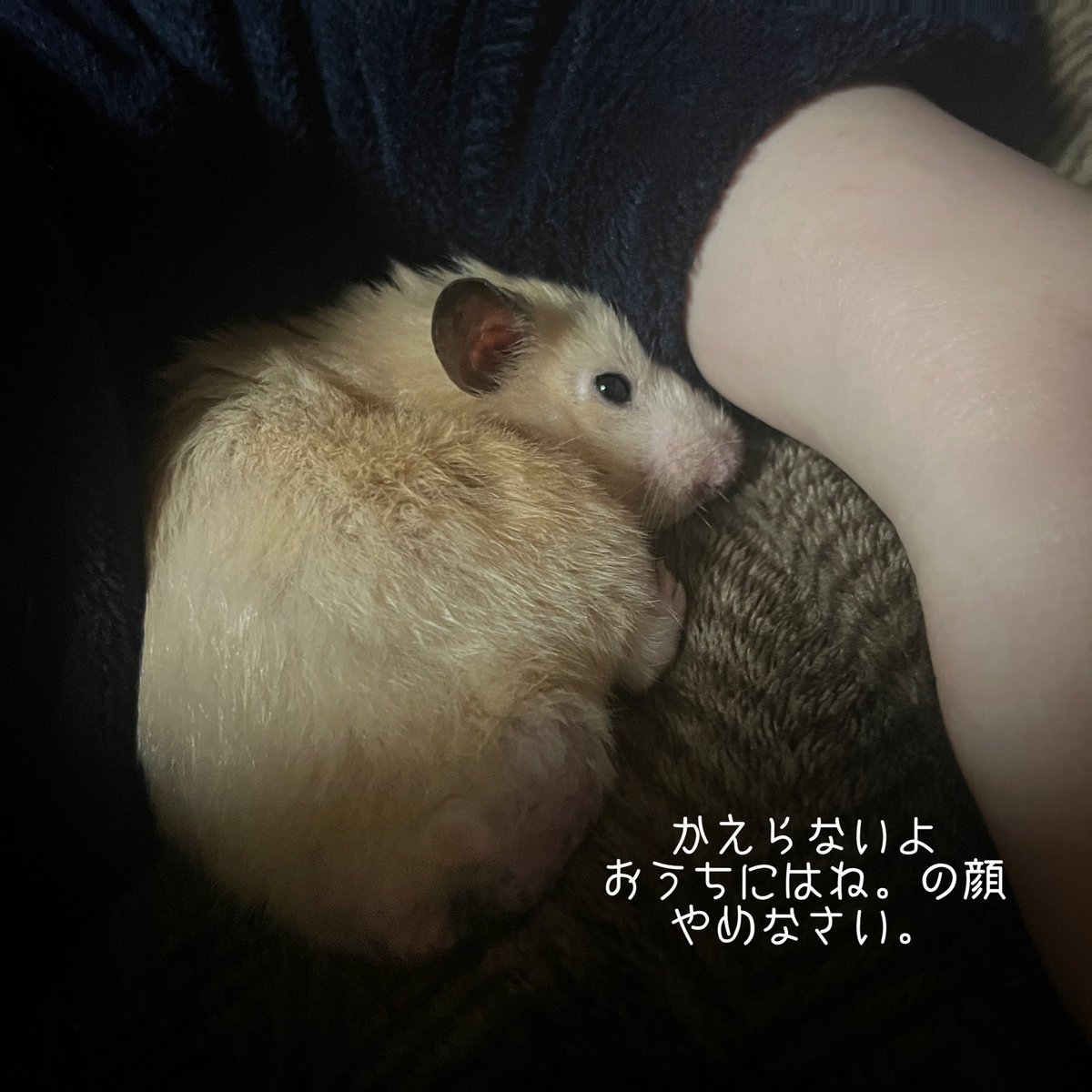 大福ちゃんページ 我が家の小さきいのち大福くん🌸 🆔JINGAI_SHOTEN スレッズで 何故か