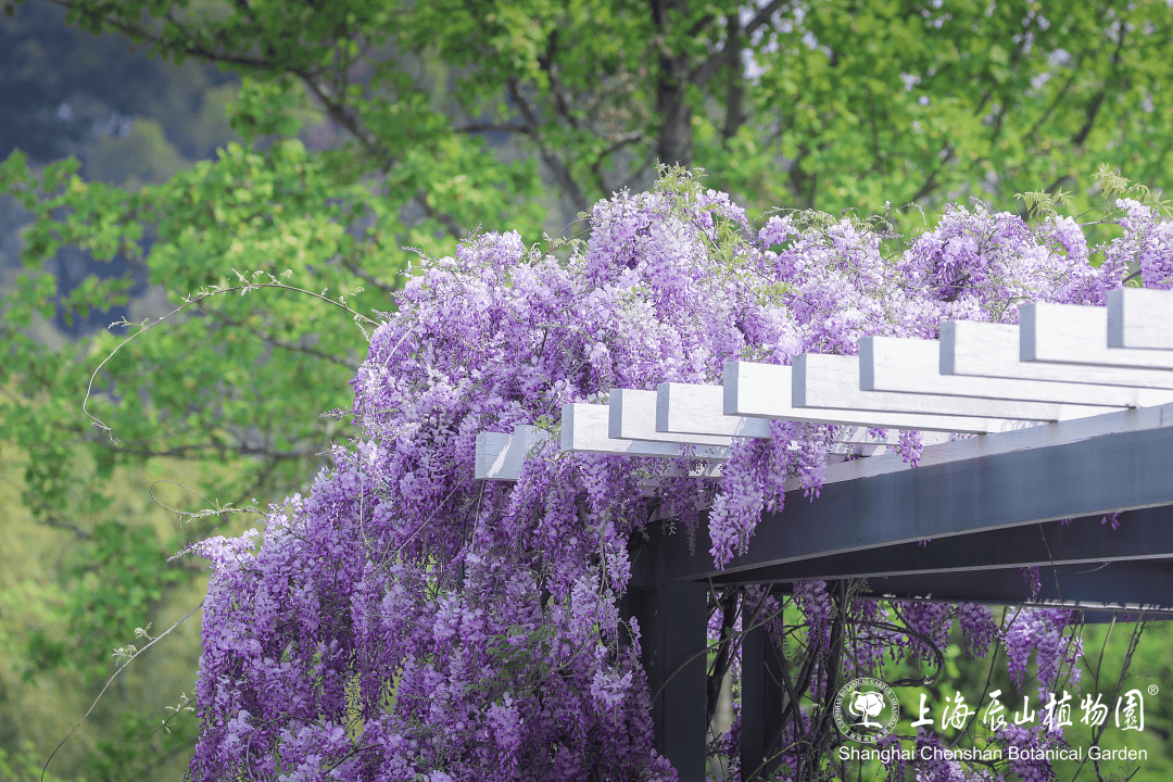 VLanderman55705's tweet photo. 今日骑行12km探路新绿道，偶遇春日限定紫藤花瀑，风里都是花香～ #春日骑行 #城市漫游 https://t.co/Wk1l8DNDZp